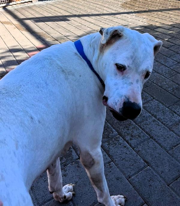 LOLA ADOZIONE DEL CUORE Foto 7